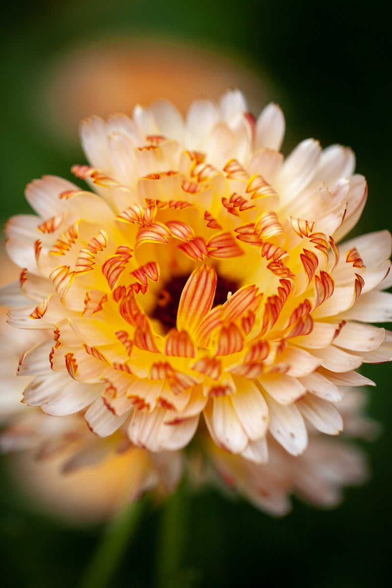 Calendula officinalis 'Touch of Red' Series 'Touch of Red Mixed' Pot Marigold
