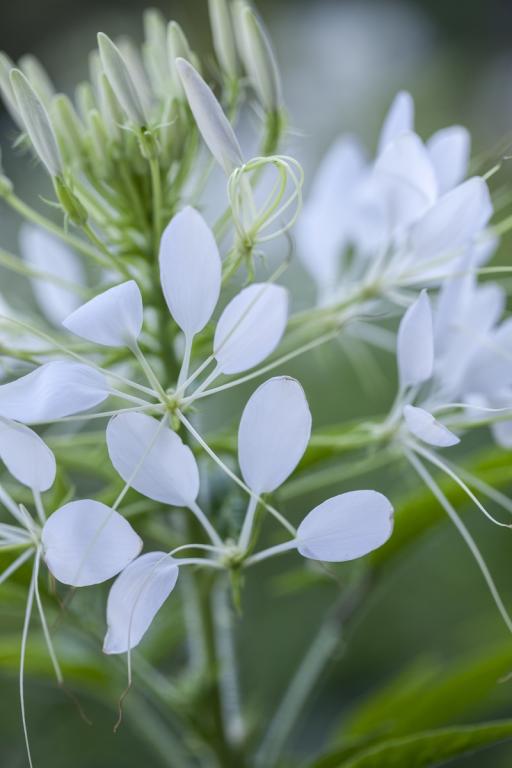 WHITE QUEEN CLEOME