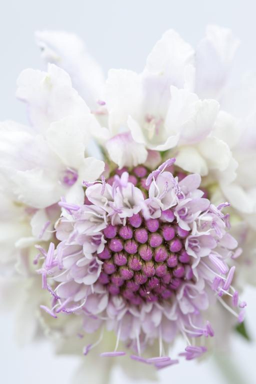Scabiosa atropurpurea Tall Double Flowered Mixed' Scabious