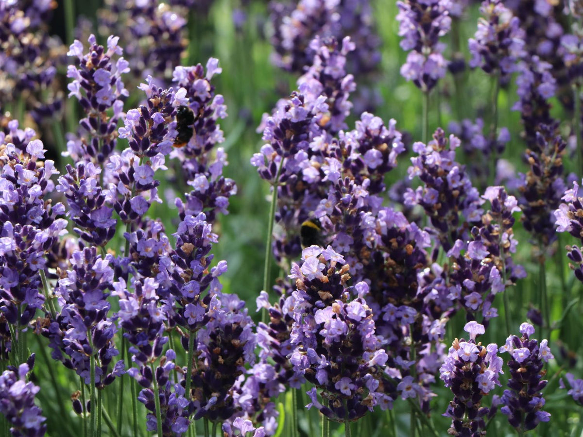 Lavendula blue River