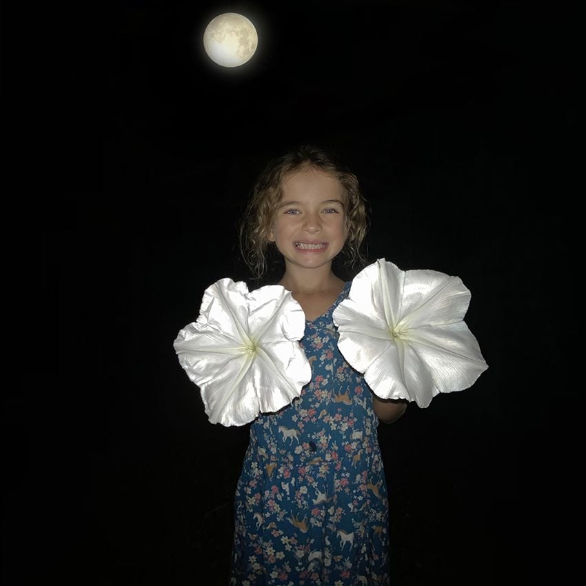 GIANT MOONFLOWER