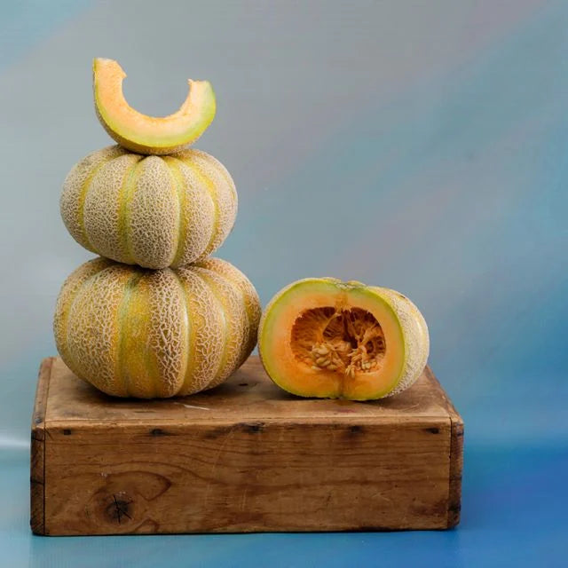 MELON GOLDEN JENNY