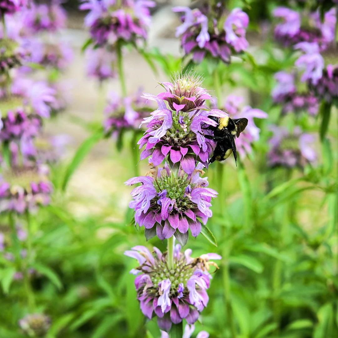 BEE BALM LEMON