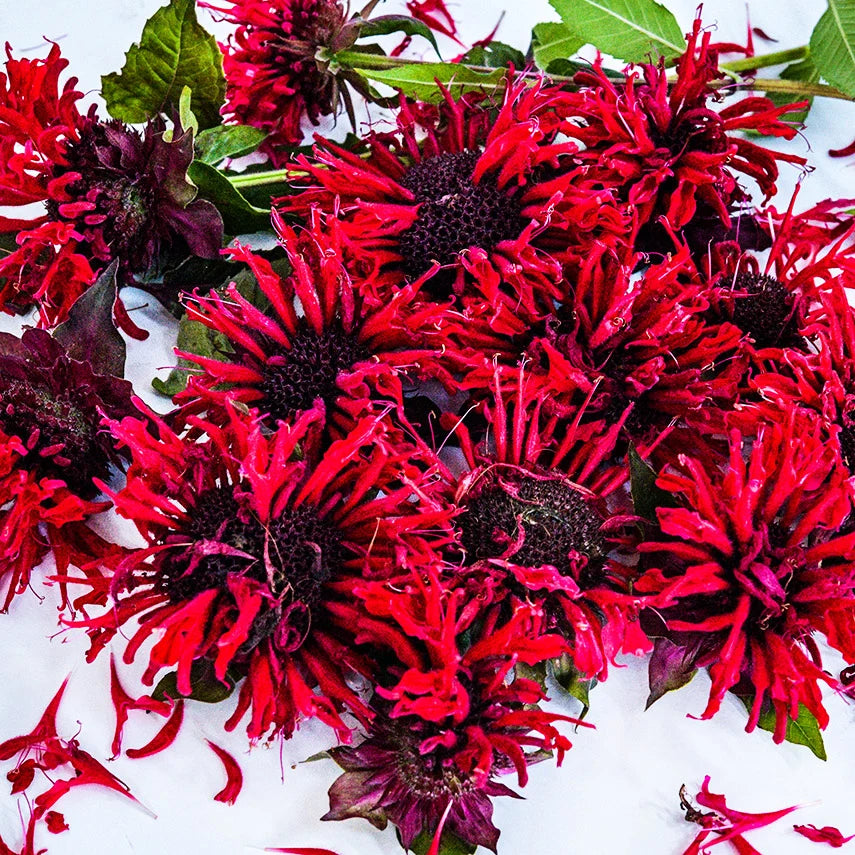 BEE BALM PANORAMA RED.