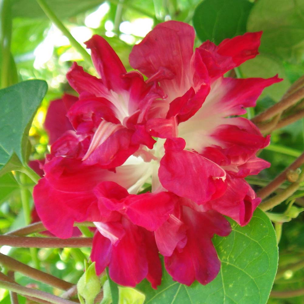 SPLIT SECOND RED MORNING GLORY
