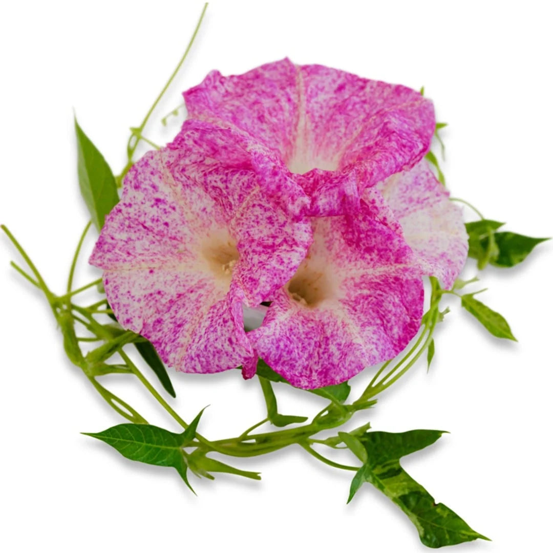 MORNING GLORY KANOKO RED SPECKLED
