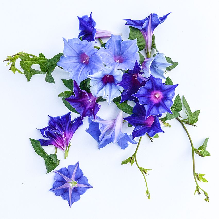 MORNING GLORY KIKYOZAKI MIXED