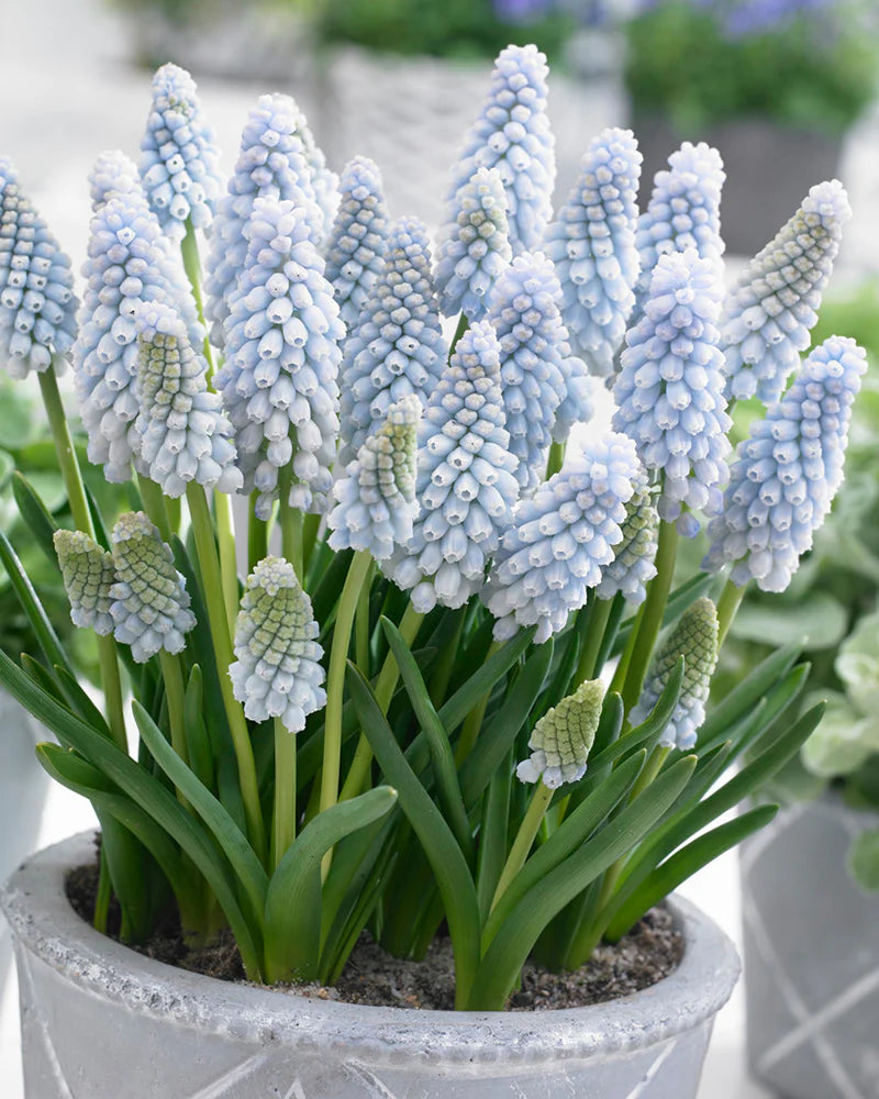( pre-order ) Muscari 'Baby's Breath' "Grape hyacinth 10 bulbs