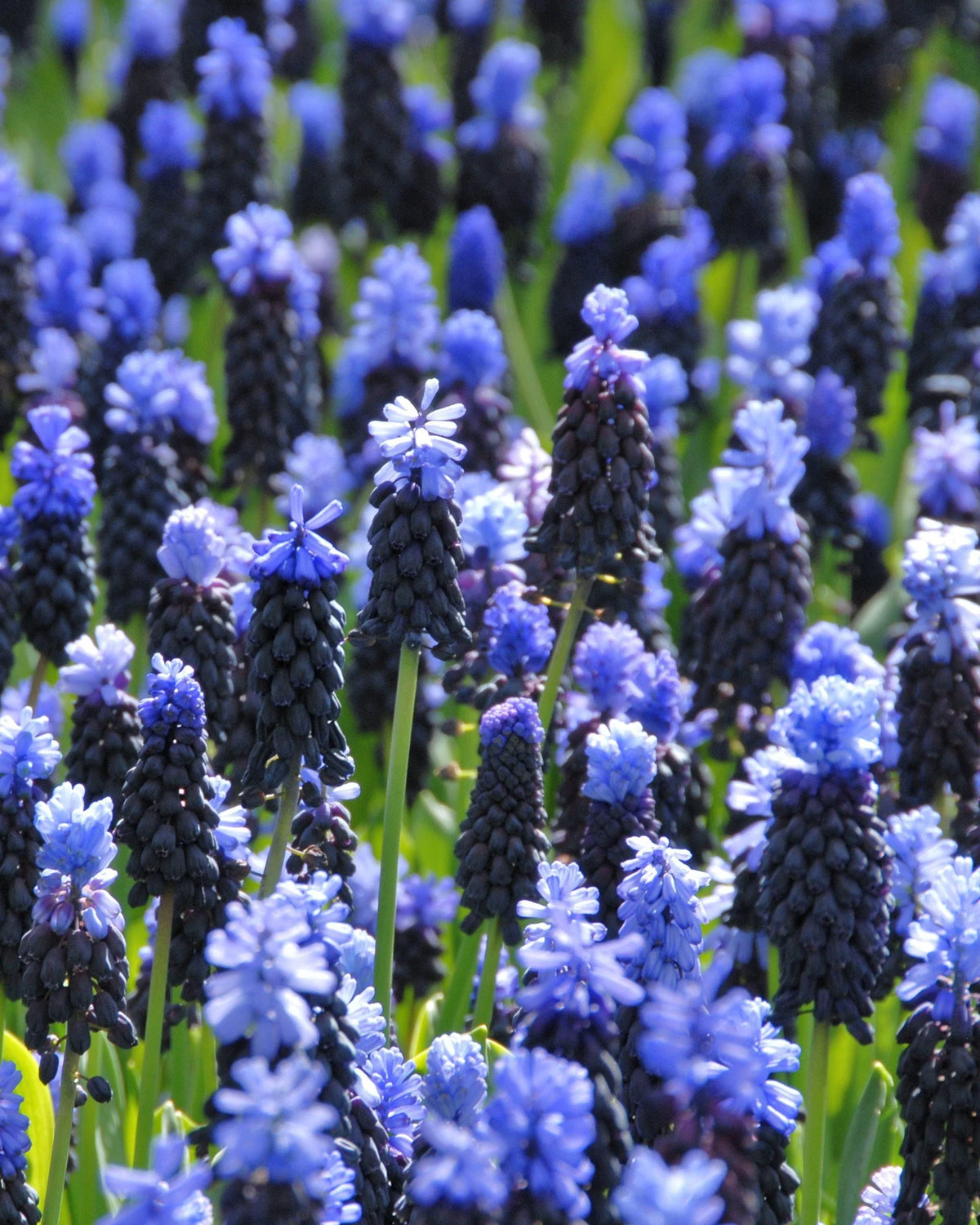 ( pre-order ) Muscari latifolium "Grape hyacinth" 10 bulbs