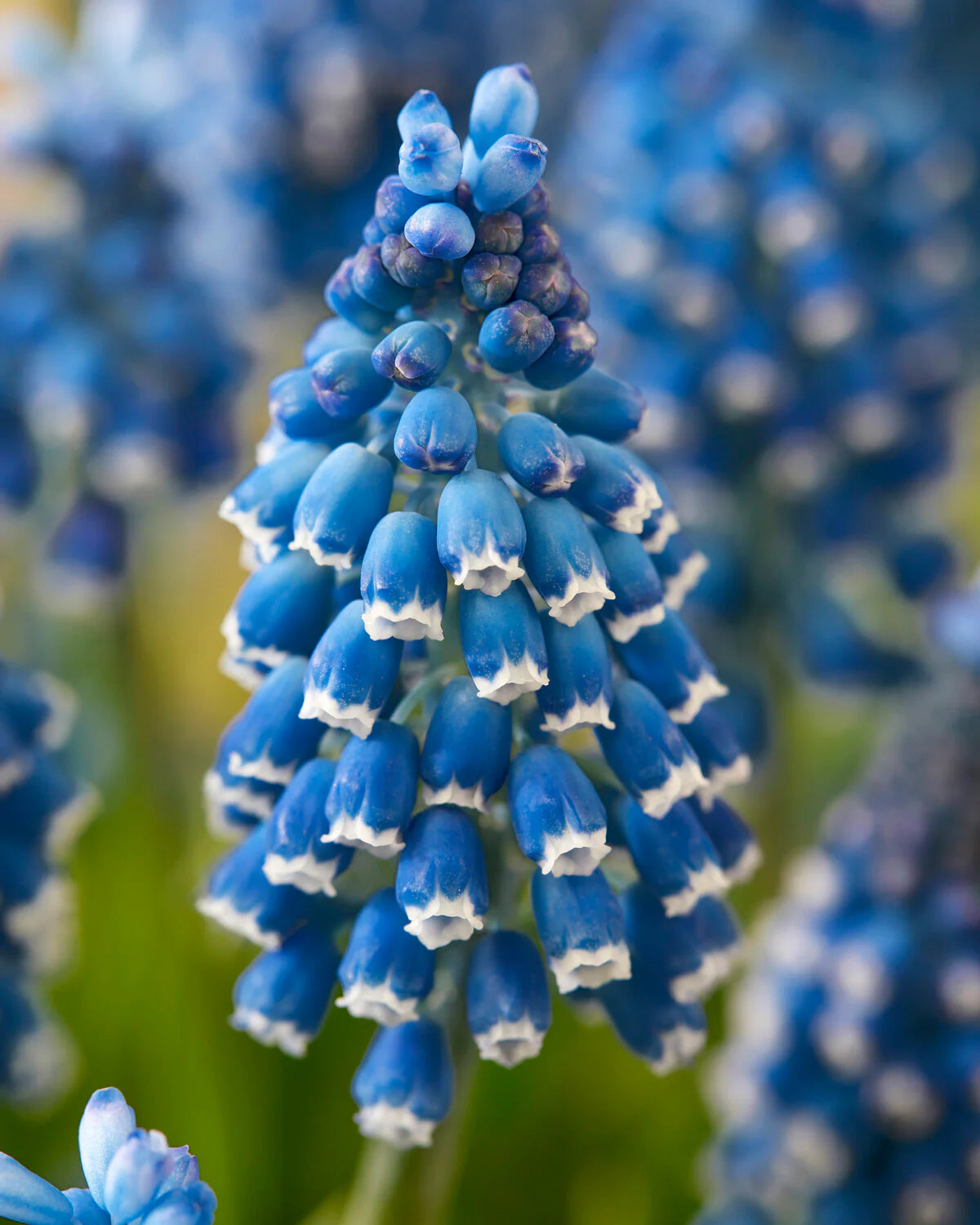 ( pre-order ) Muscari 'Soulmate' "Grape hyacinth" 10 bulbs