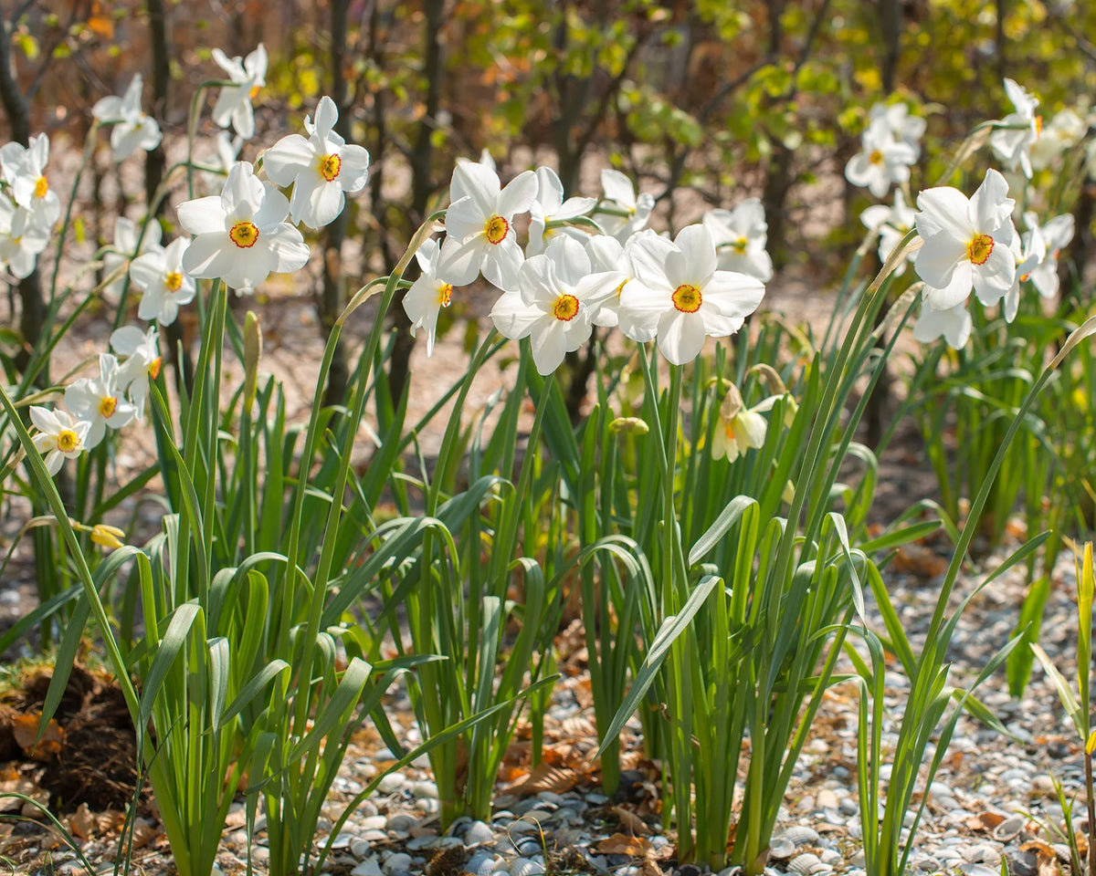 Narcissus 'Pheasant's Eye' 5