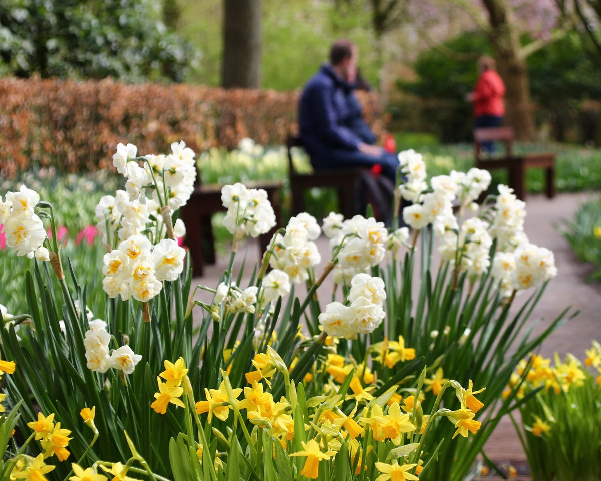 Narcissus 'Bridal Crown' 5