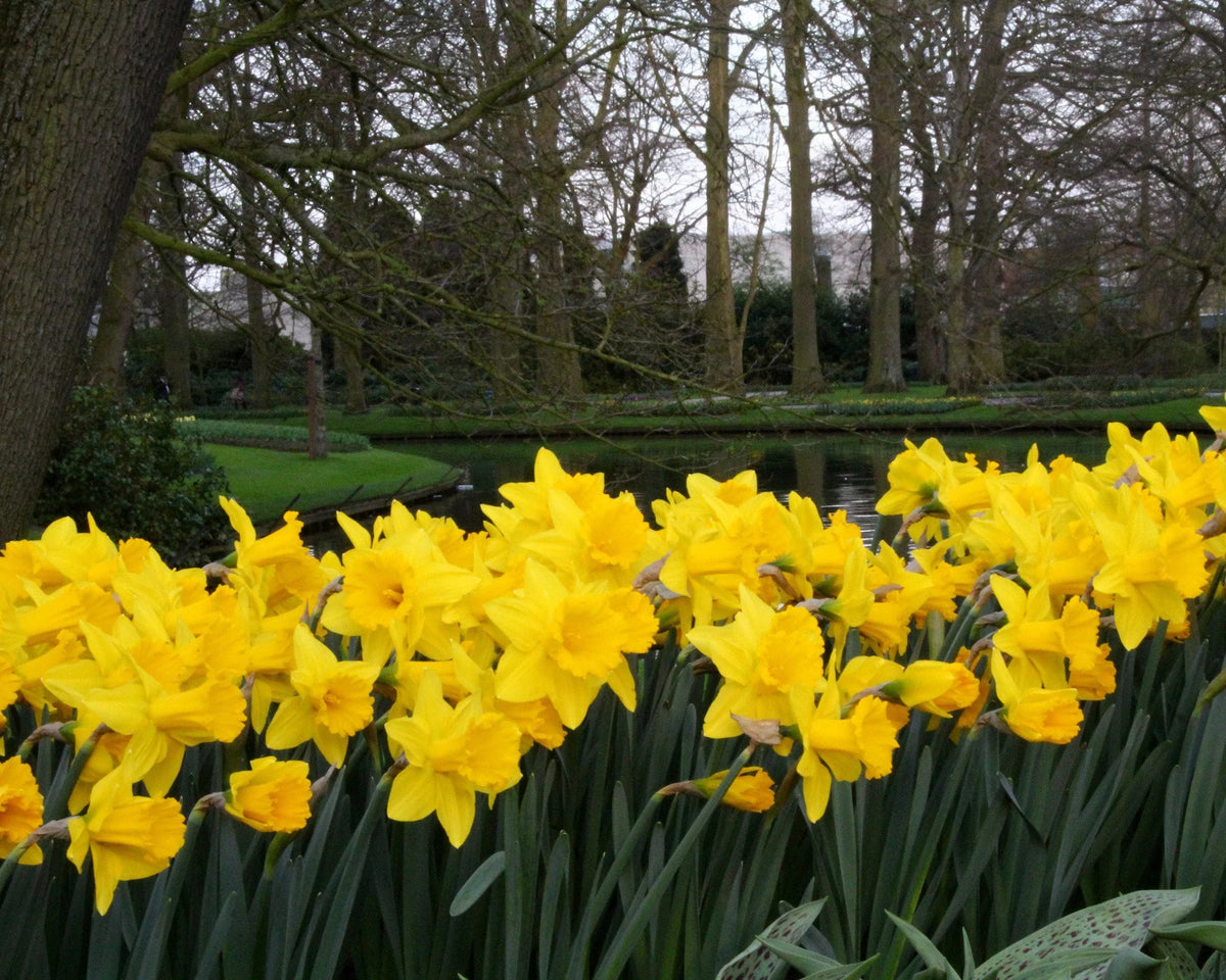 Narcissus 'Dutch Master' 5