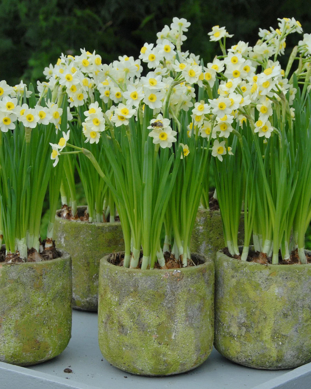 Narcissus 'Minnow' 5