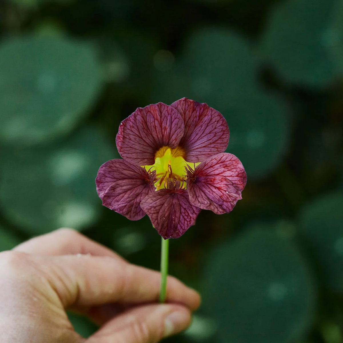 NASTURTIUM PURPLE EMPEROR