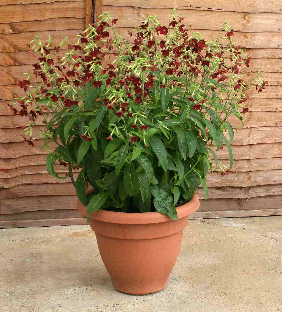 Nicotiana x hybrids Baby Bella F1 Hybrid