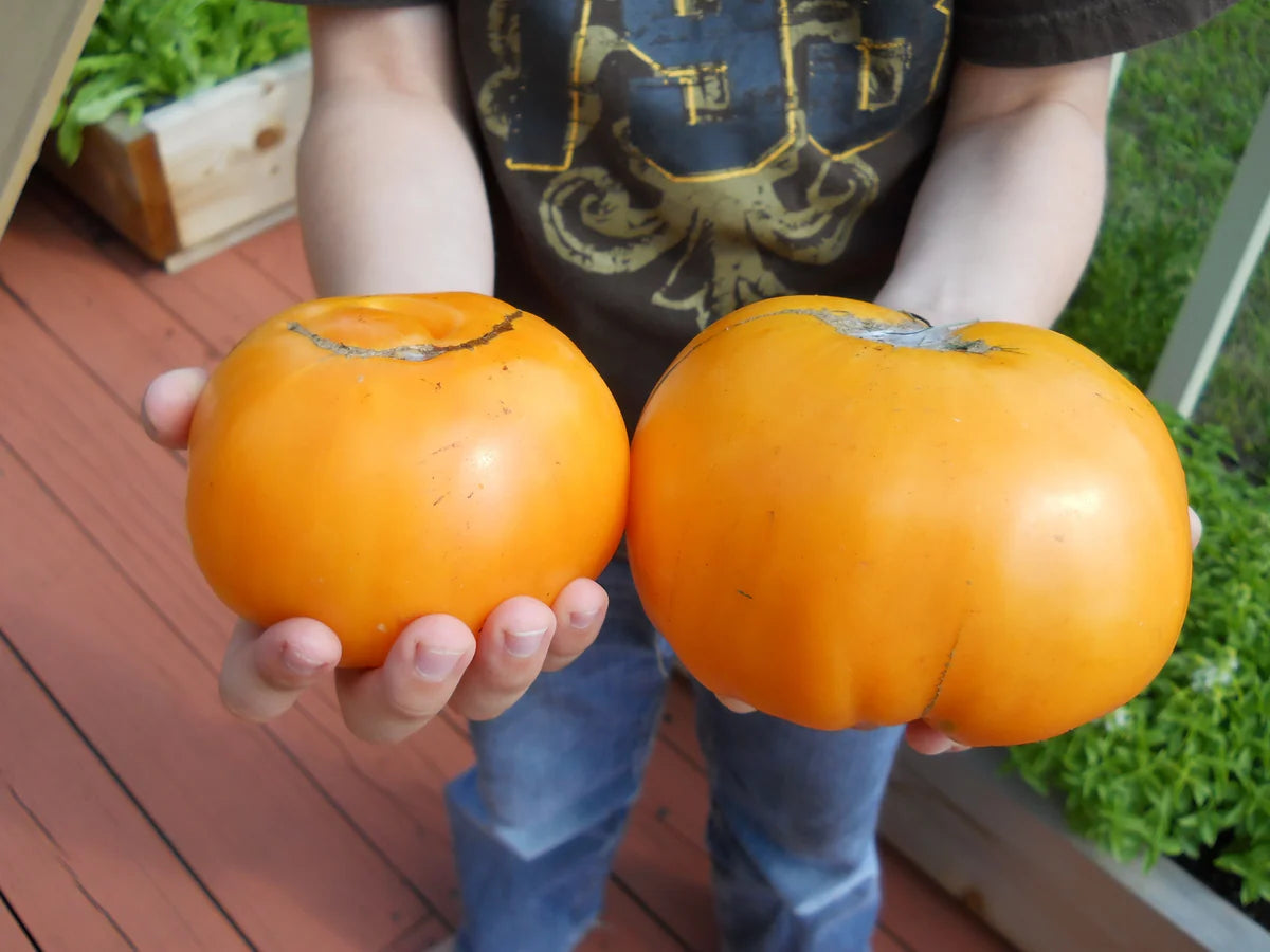 TOMATO KEntUCKY BeEFStEAK