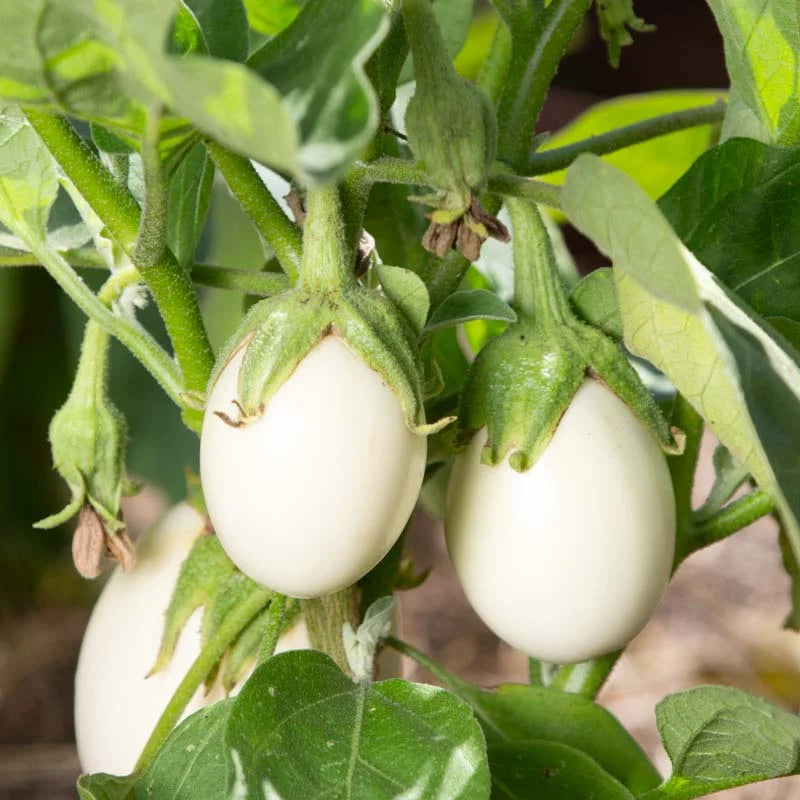 EGGPLANT JAPANESE WHITE EGG