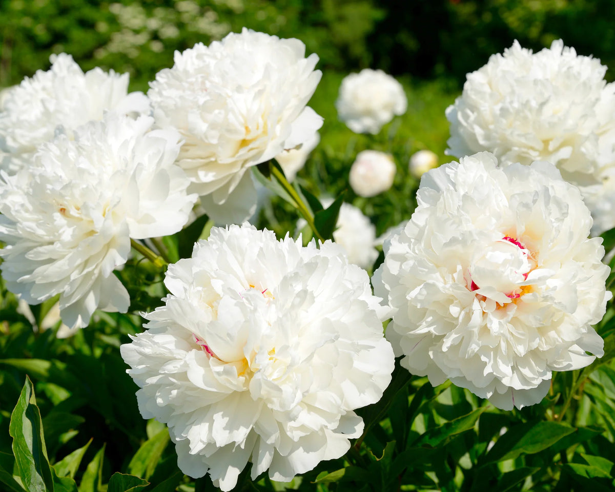 Paeonia 'Shirley Temple' 1