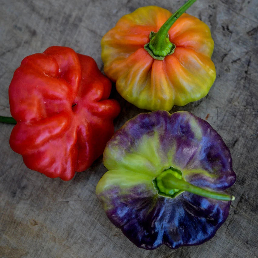 Sweet Pepper Aji Cachucha
