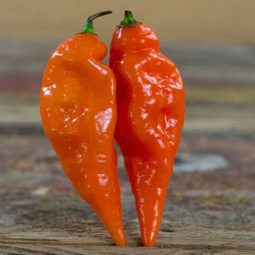 Sweet Pepper Seeds, Habanada