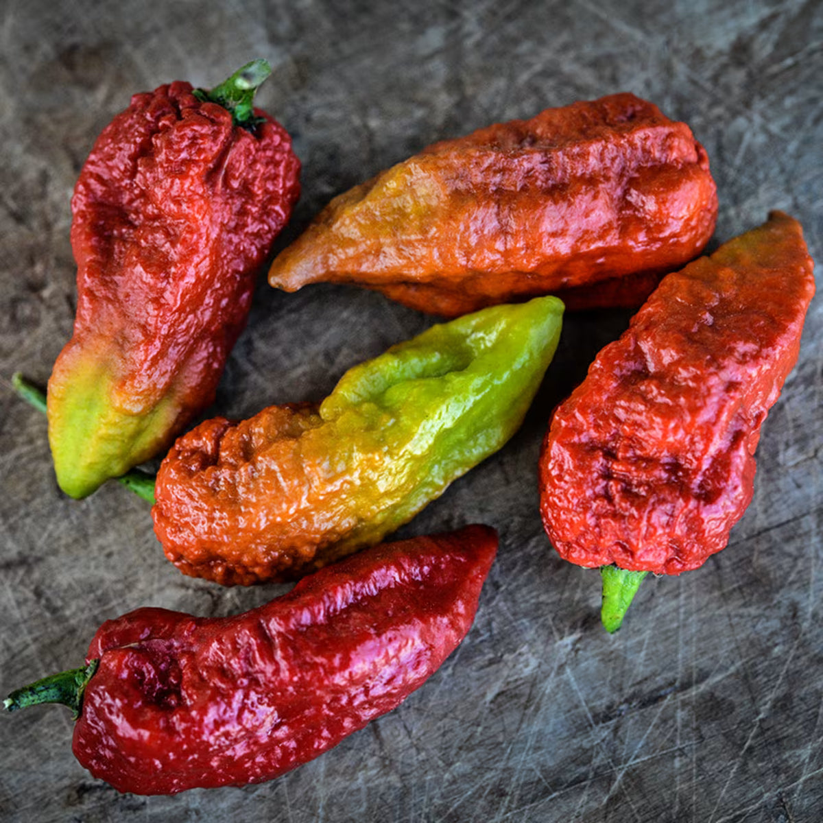 Hot Pepper Leviathan Gnarly Scorpion Caramel