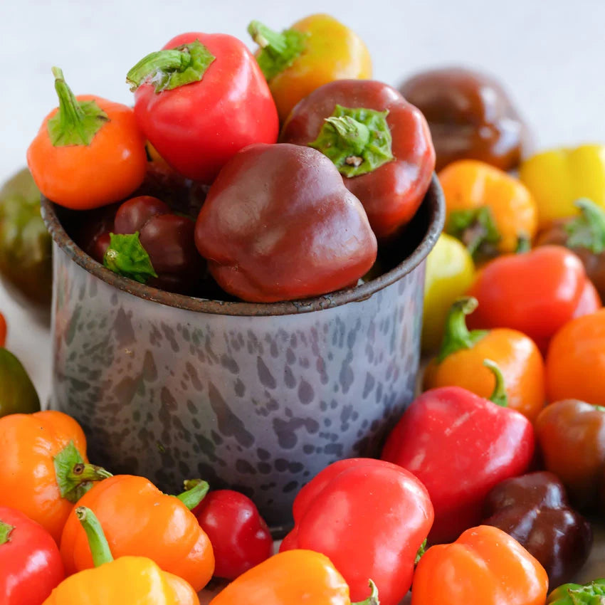 Sweet Pepper Mini Bell Mix