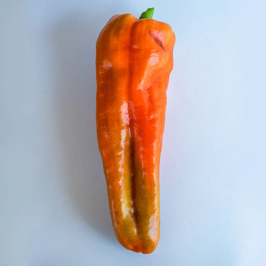 Sweet Pepper Giant Aconcagua