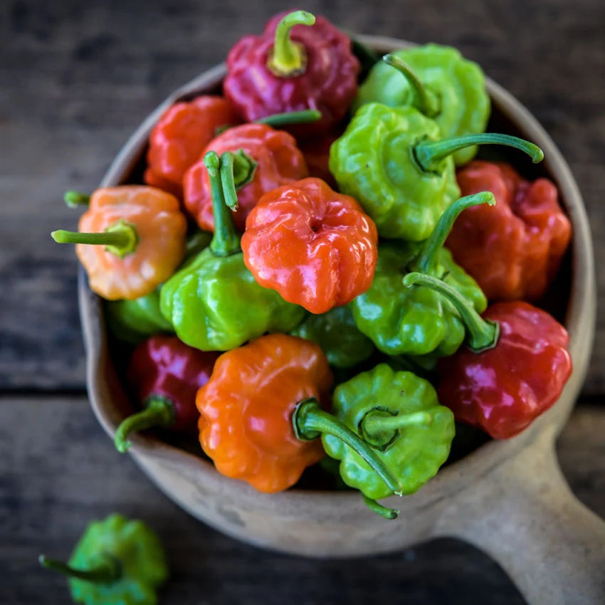 Sweet Pepper Sweet Bonnet