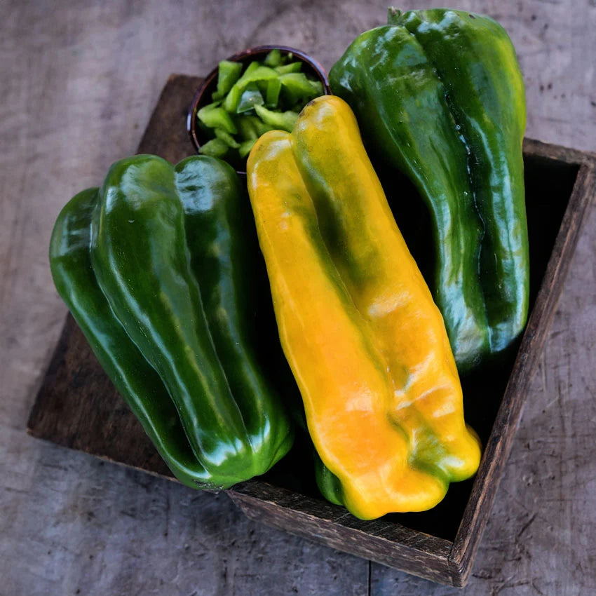 PEPPER YELLOW MONSTER