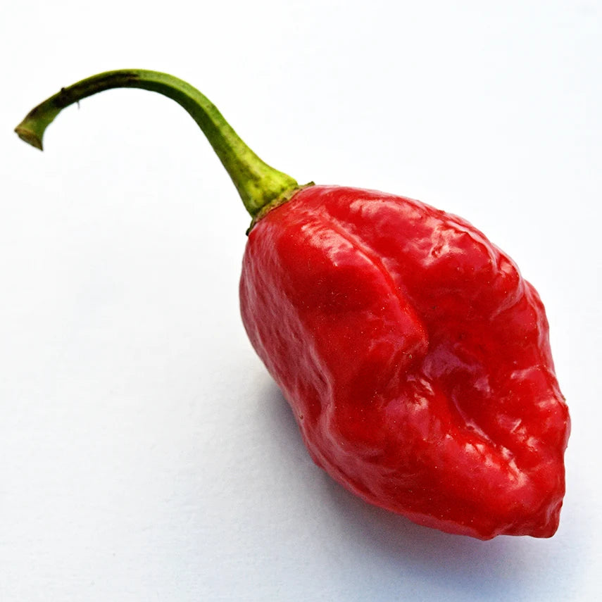 Sweet Pepper Sweet Moruga