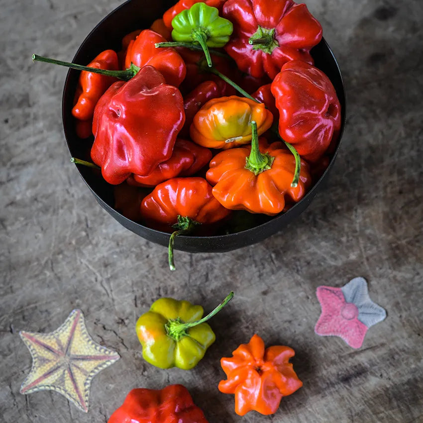 HOT BRAZILIAN STARFISH PEPPER