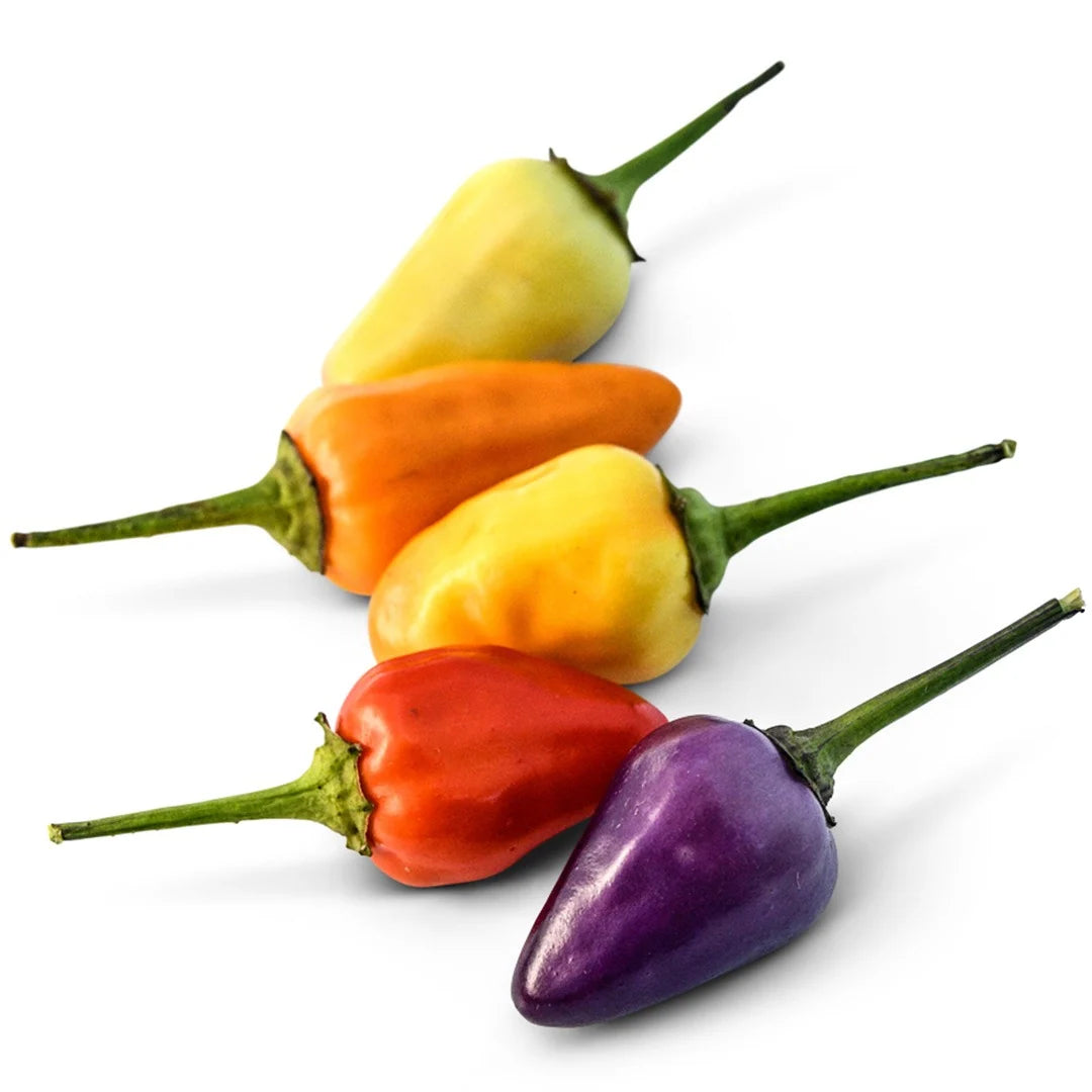 PEPPER CHINESE FIVE COLOR