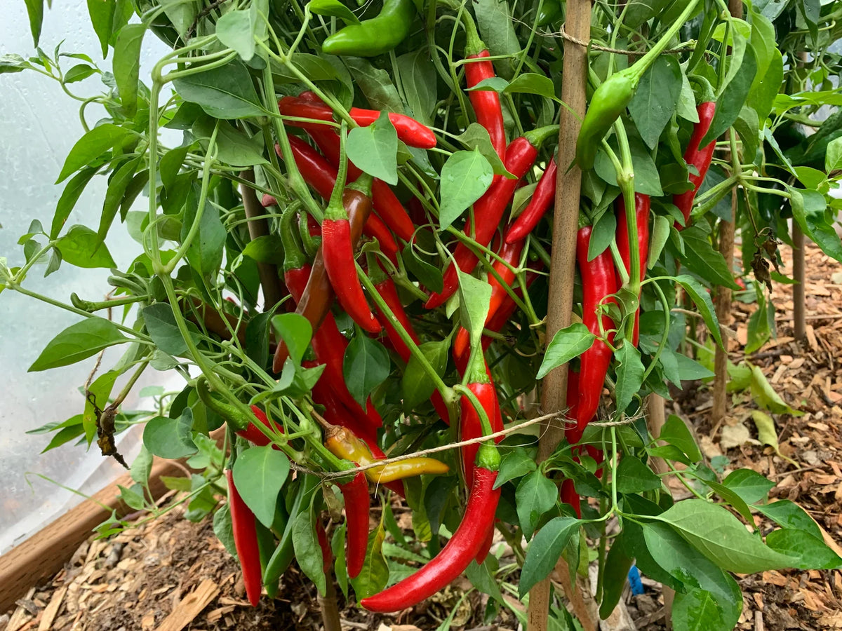 PEPPER KOREAN DARK GREEN