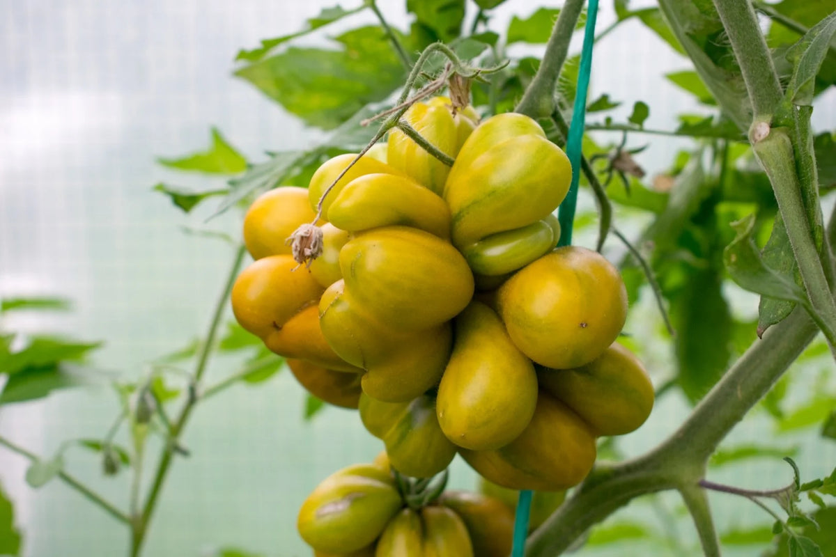 TOMATO PHIl's Two