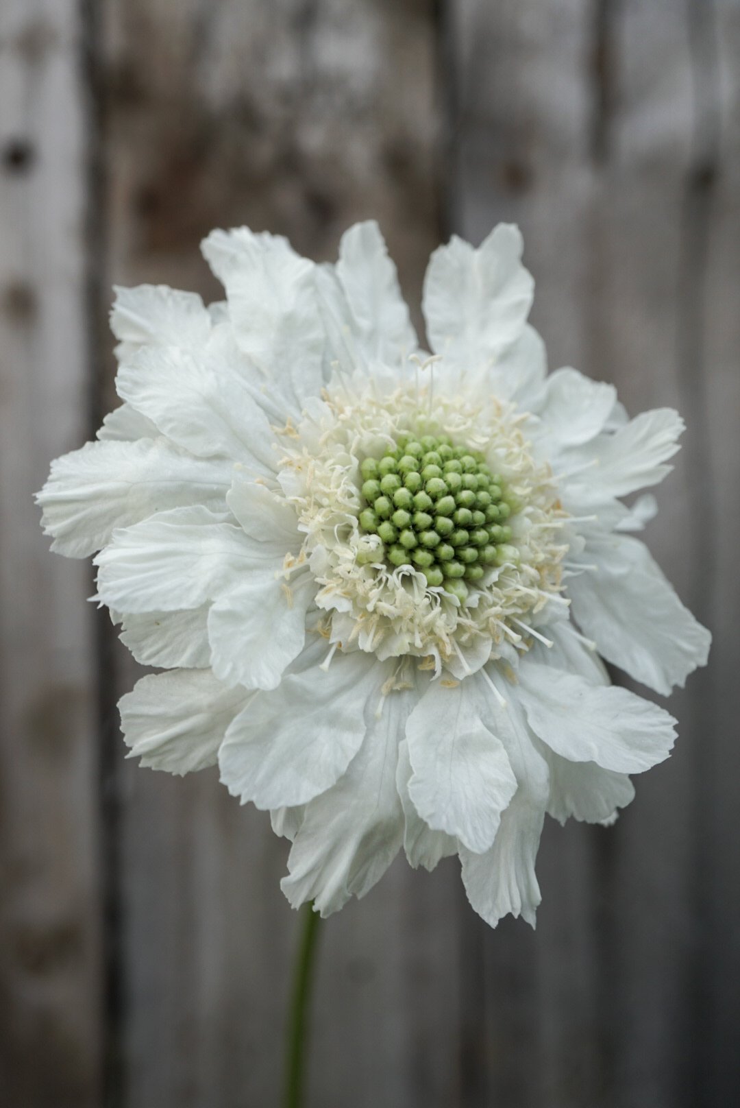 Scabiosa FAMA WHITE