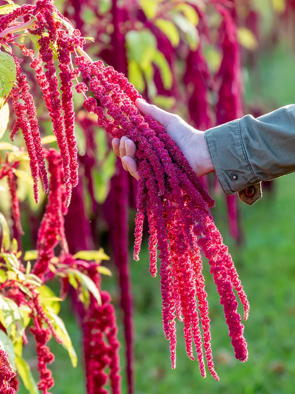 Amaranth LOVE-LIES-BLEEDING