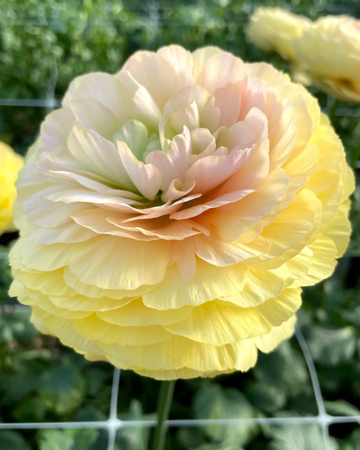 Ranunculus 'Elegance® Pastello' 5
