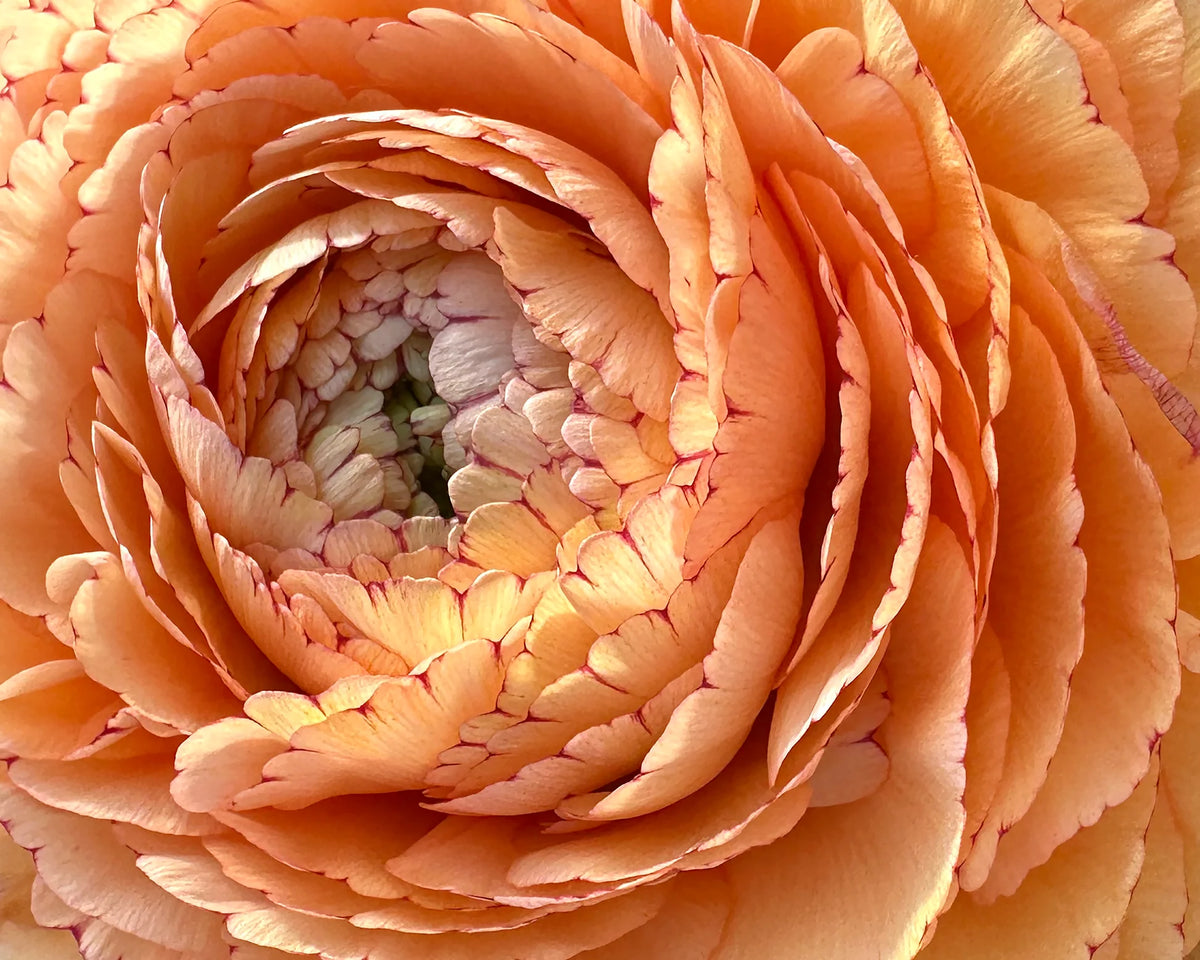 Ranunculus 'Elegance® Pastello Striato' 5