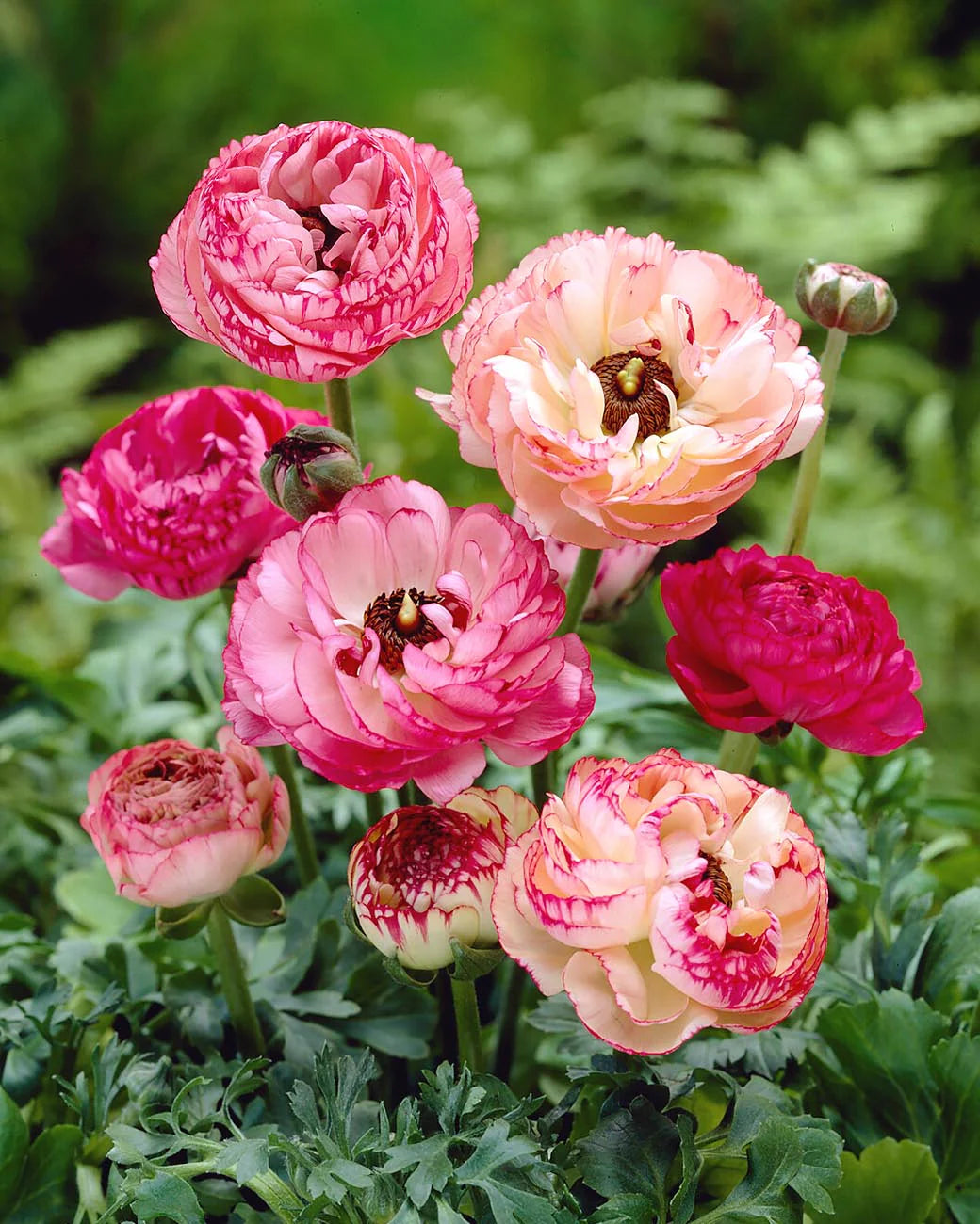 Ranunculus 'Picotee Pink' 5