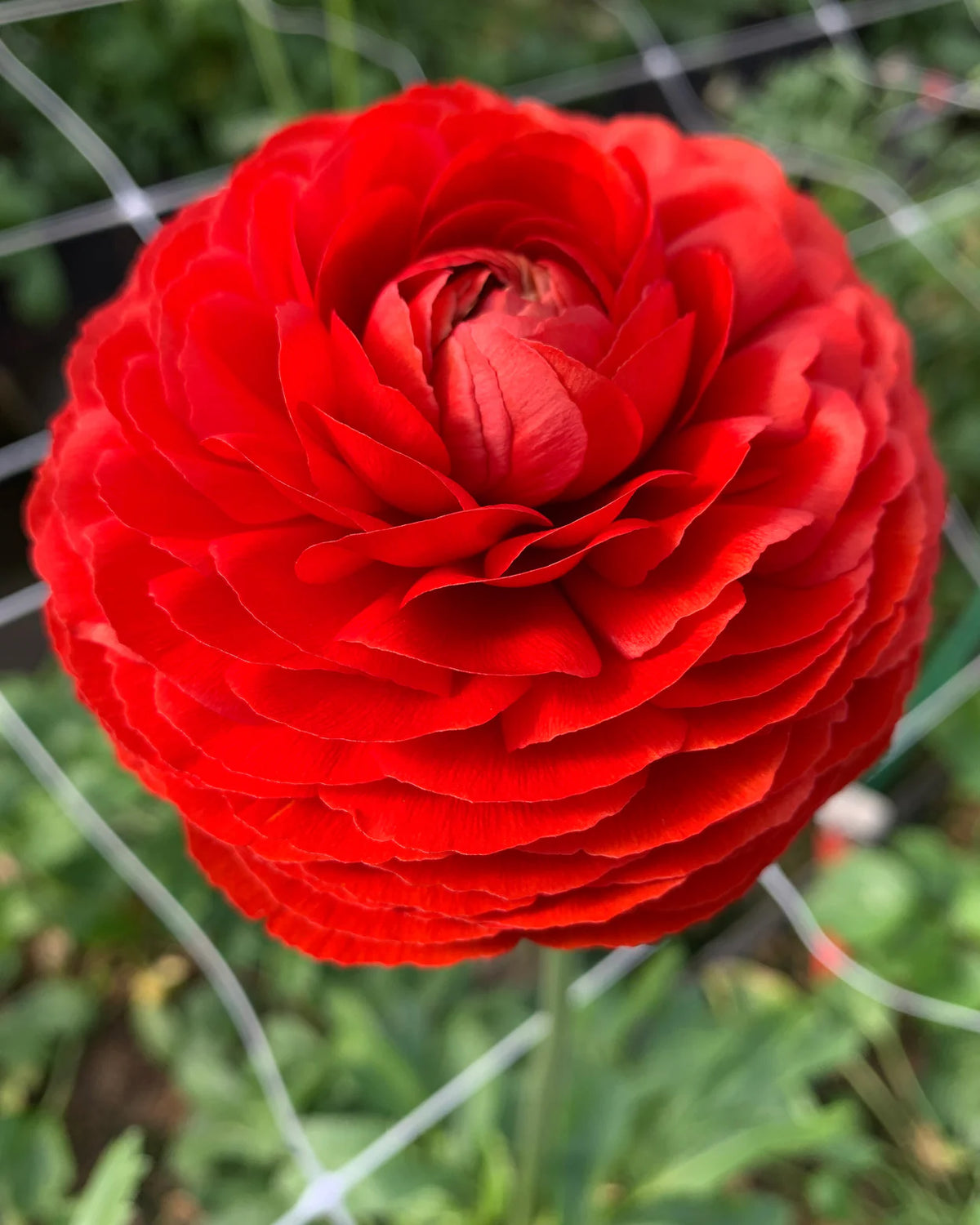 Ranunculus 'Elegance® Rosso' 5