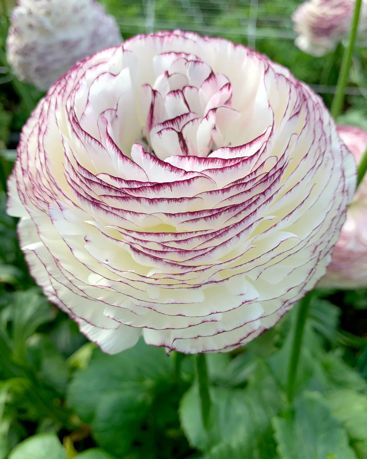 Ranunculus 'Elegance® Striato Bianco' 5