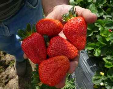 Strawberry : SanAndreas