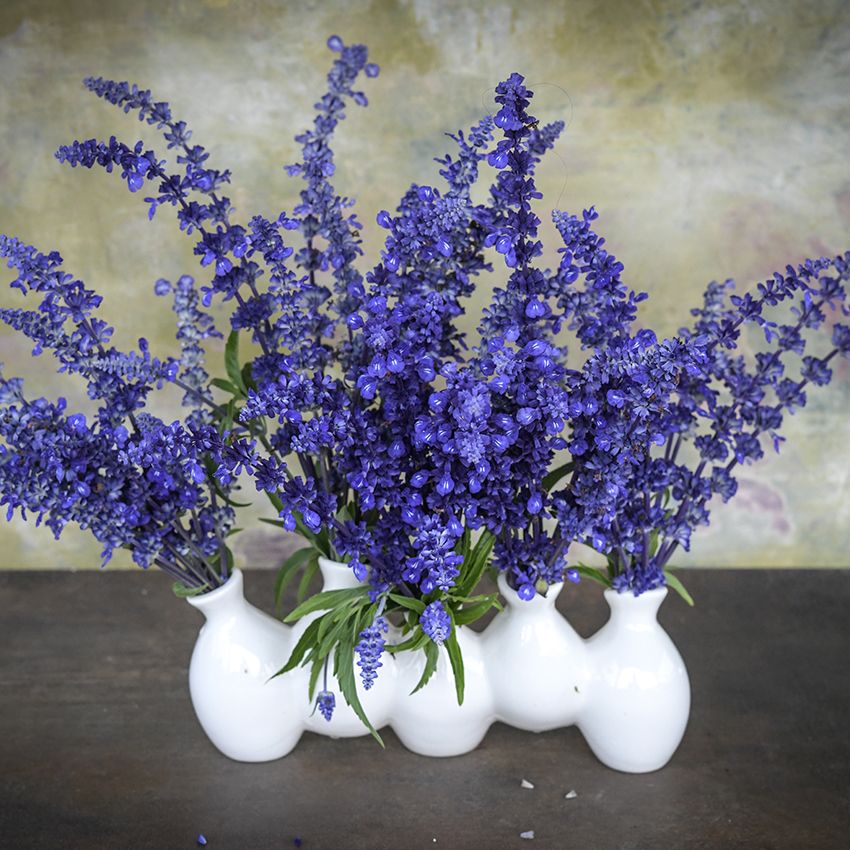 SALVIA SIRIUS BLUE SAGE