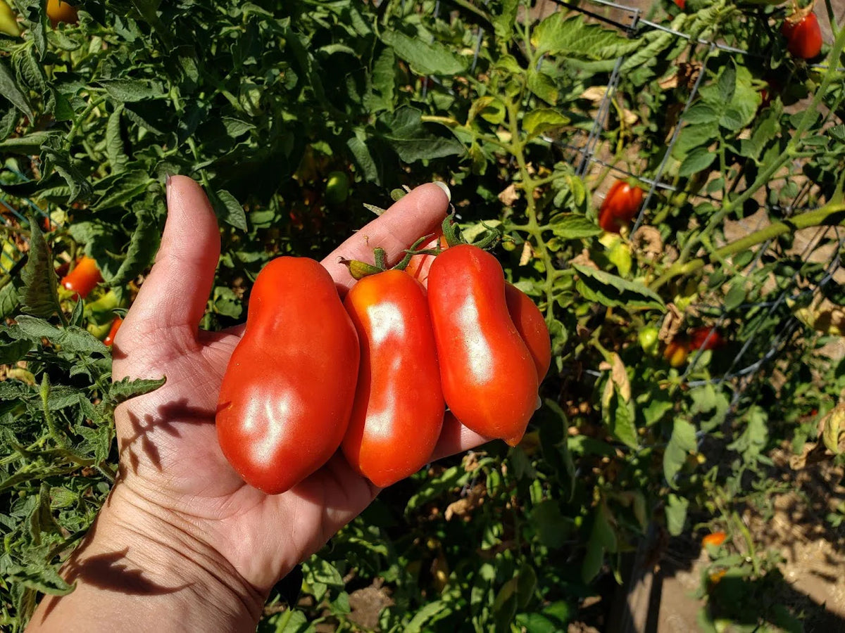 TOMATO MARTINO's Roma