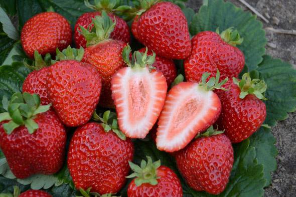 'San Andreas' strawberry
