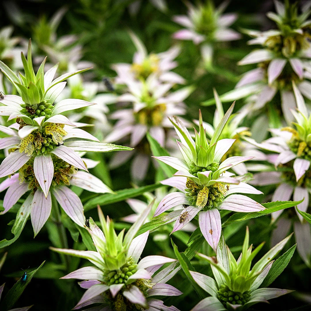 BEE BALM SPOTTED