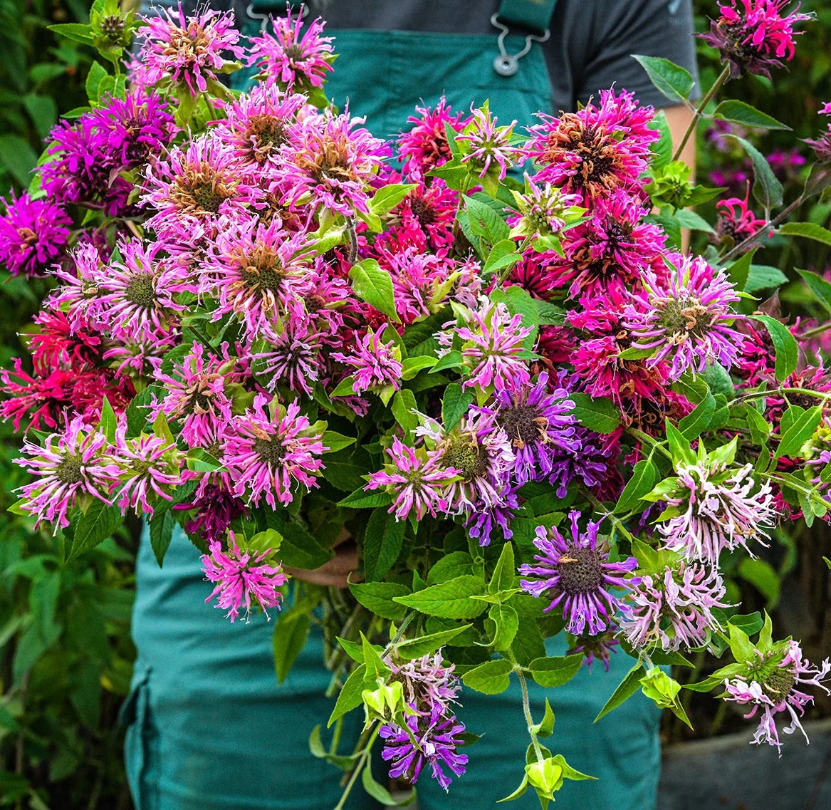 BEE BALM SPIELARTEN MIX