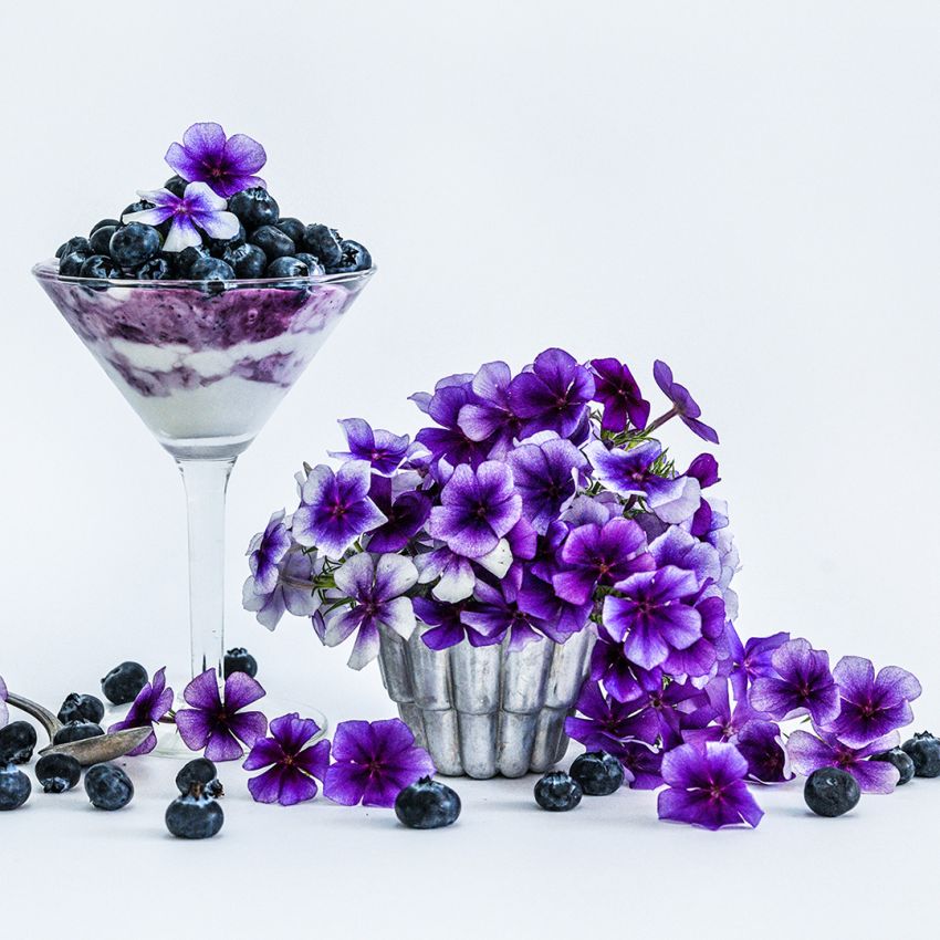 PHLOX BLUEBERRY SWIRL