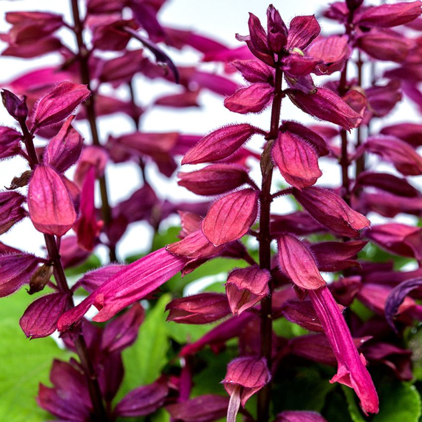 SALVIA AMORE PLUM